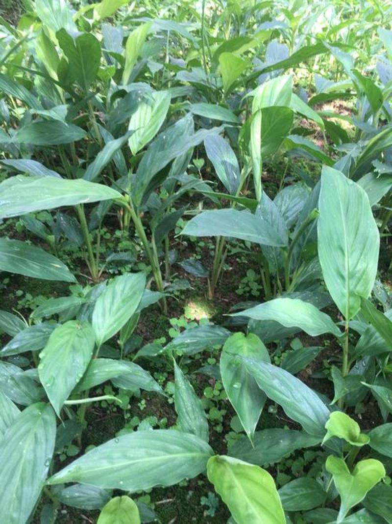 正宗云南草果种子草果粉农家无硫草果卤肉炖肉香料草果