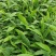正宗云南草果种子草果粉农家无硫草果卤肉炖肉香料草果