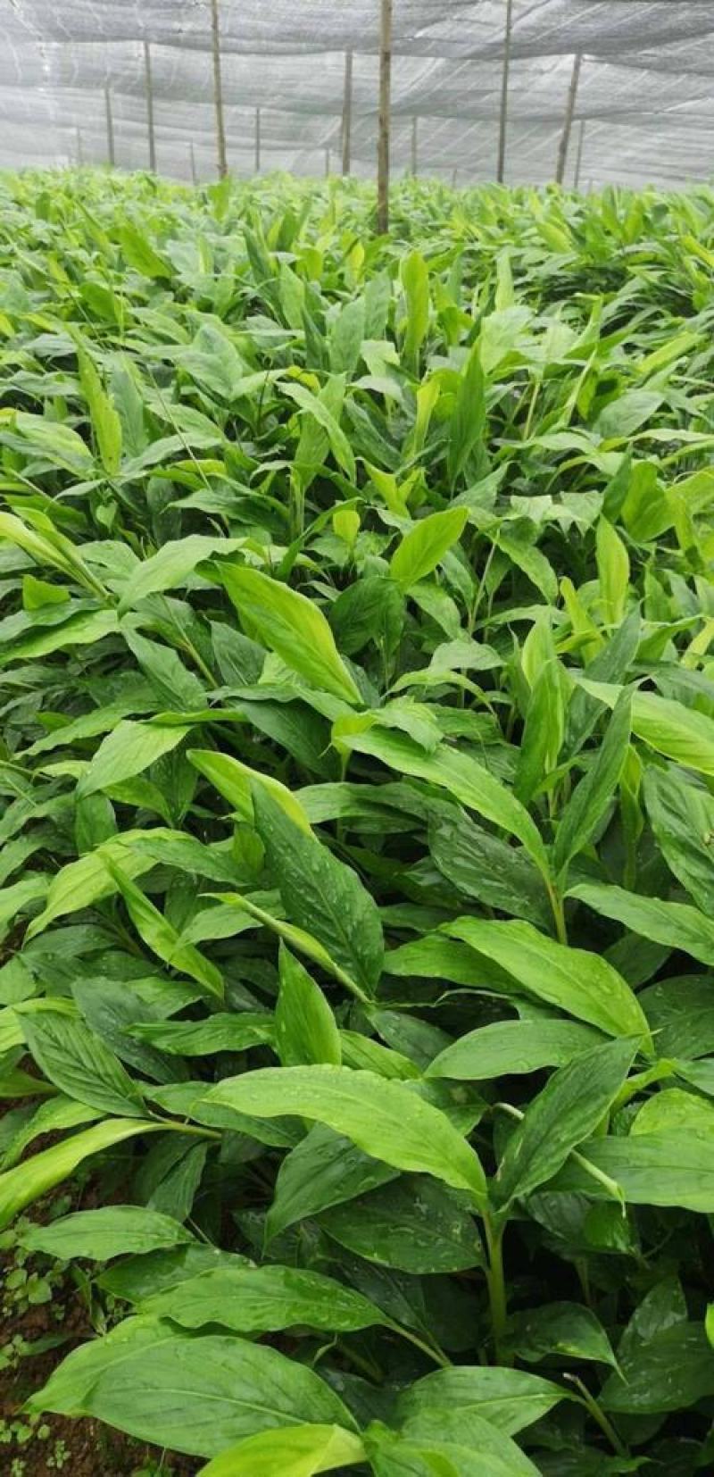 正宗云南草果种子草果粉农家无硫草果卤肉炖肉香料草果