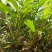 正宗云南草果种子草果粉农家无硫草果卤肉炖肉香料草果
