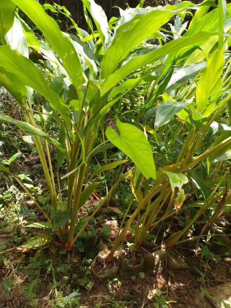 正宗云南草果种子草果粉农家无硫草果卤肉炖肉香料草果