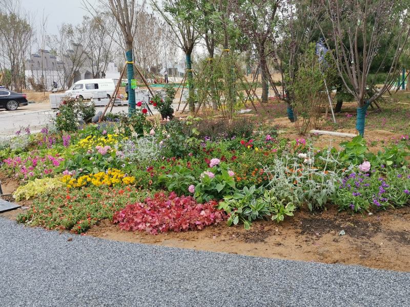 菊花造型菊花品种菊花国庆菊九月菊大菊花