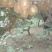 本人合作社代办秦美猕猴桃及榨汁小秦美口感酸甜