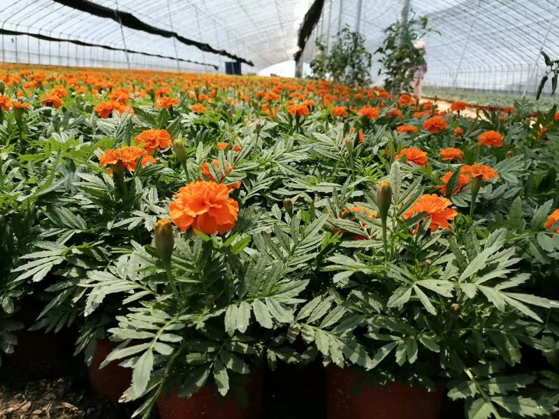 矮牵牛种苗盆栽矮牵牛牵牛穴盘苗垂吊牵牛牵牛基地