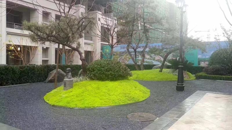 鼠尾草种苗宿根鼠尾草草花鼠尾草鼠尾草供应鼠尾草基