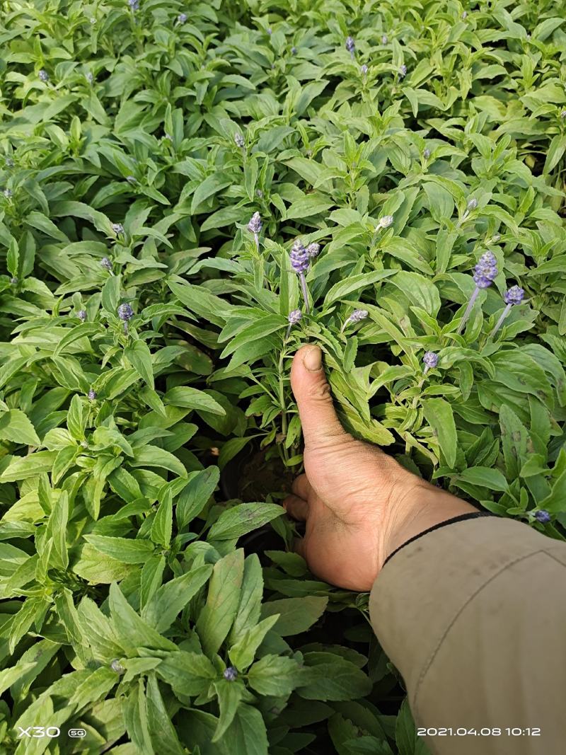 鼠尾草种苗宿根鼠尾草草花鼠尾草鼠尾草供应鼠尾草基