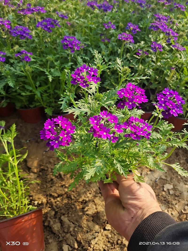鼠尾草种苗宿根鼠尾草草花鼠尾草鼠尾草供应鼠尾草基