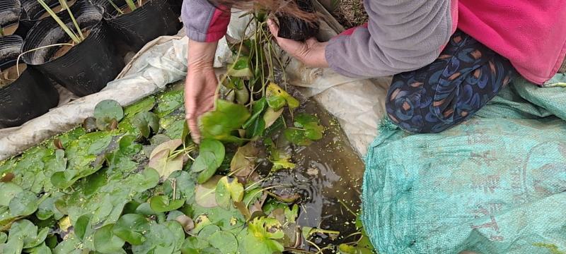 荷花盆栽荷花荷花产地荷花供应荷花产地品种荷花