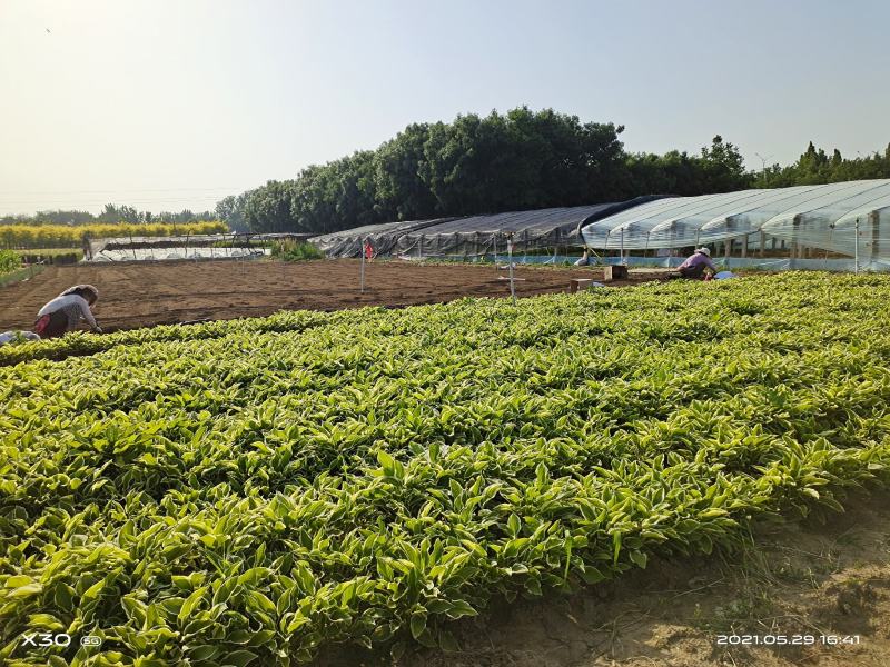 花叶芦竹盆栽花叶芦竹花叶芦竹产地花叶芦竹供应