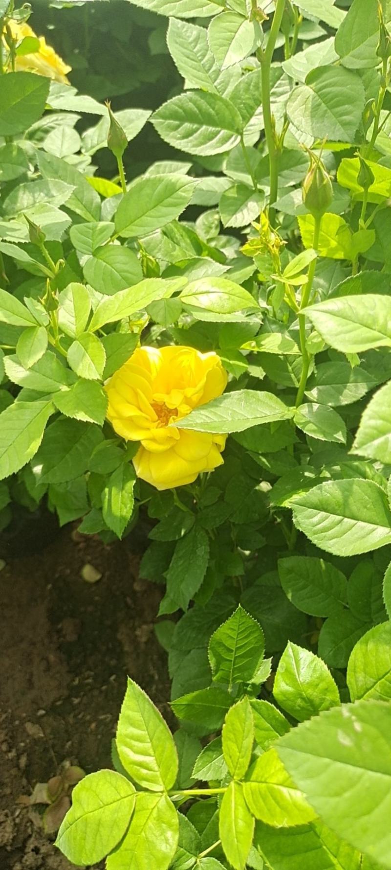 大花香水月季品种月季盆入栽月季月季产地月季基地