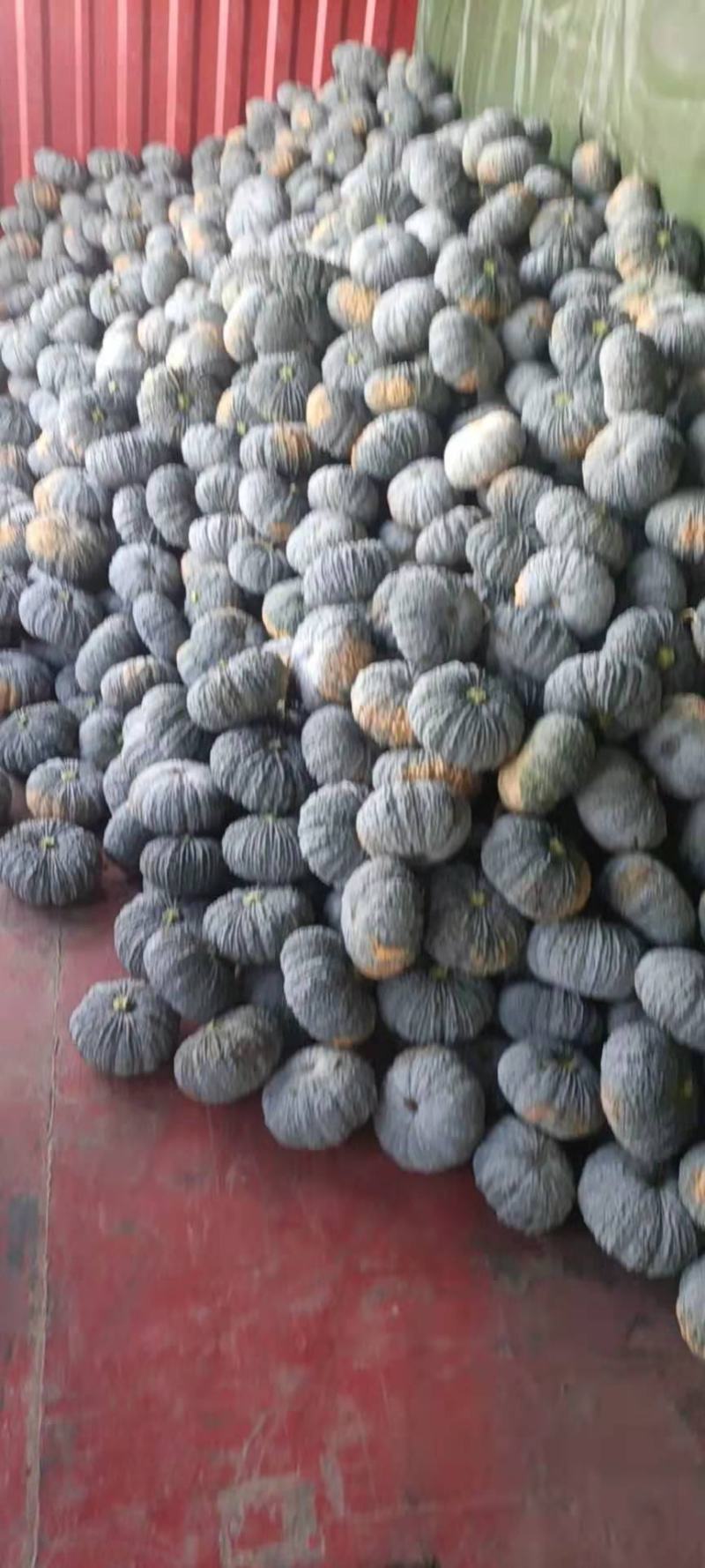 优质金香，泰国癞可丽，金韩蜜南瓜，产品直供，量大从优！