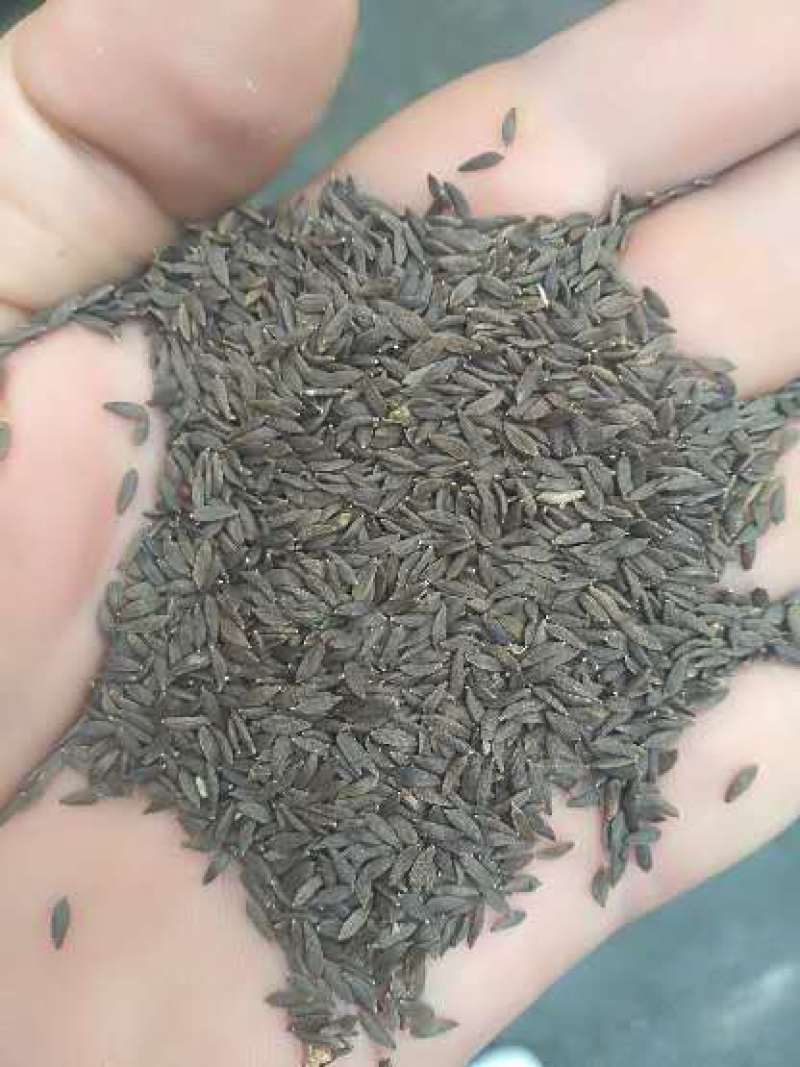 黑生菜籽