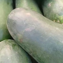 黑皮冬瓜大量共应需要连系