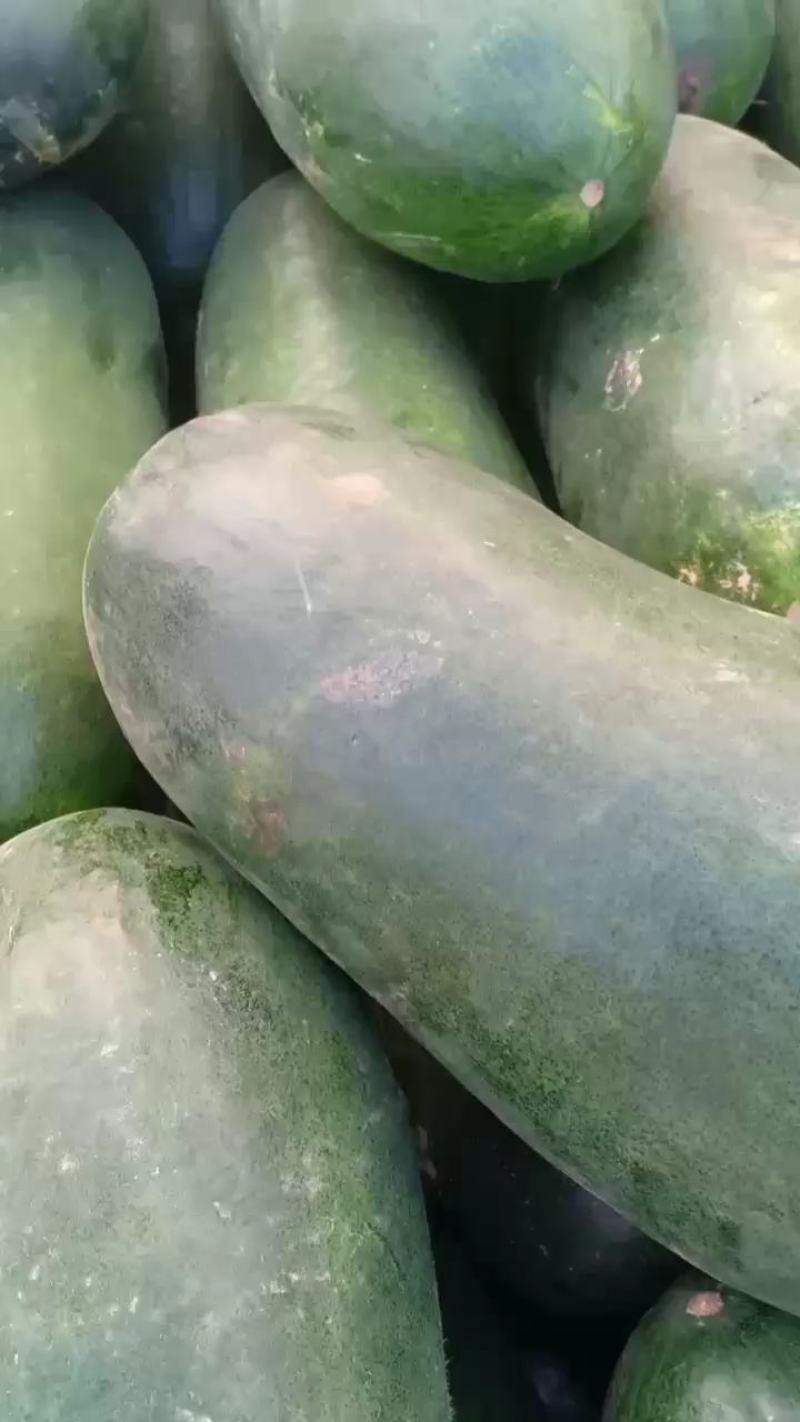 黑皮冬瓜大量共应需要连系