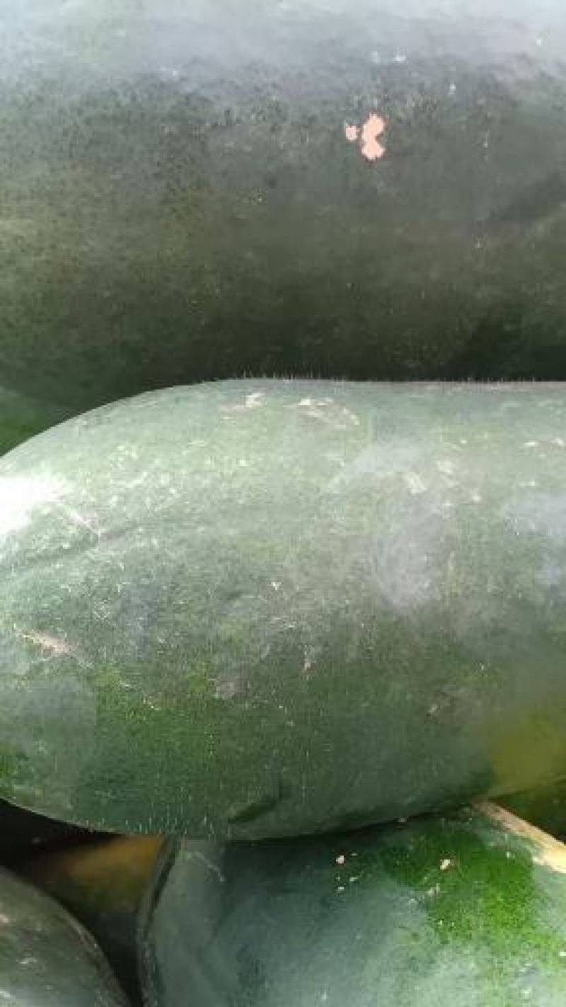 黑皮冬瓜大量共应需要连系