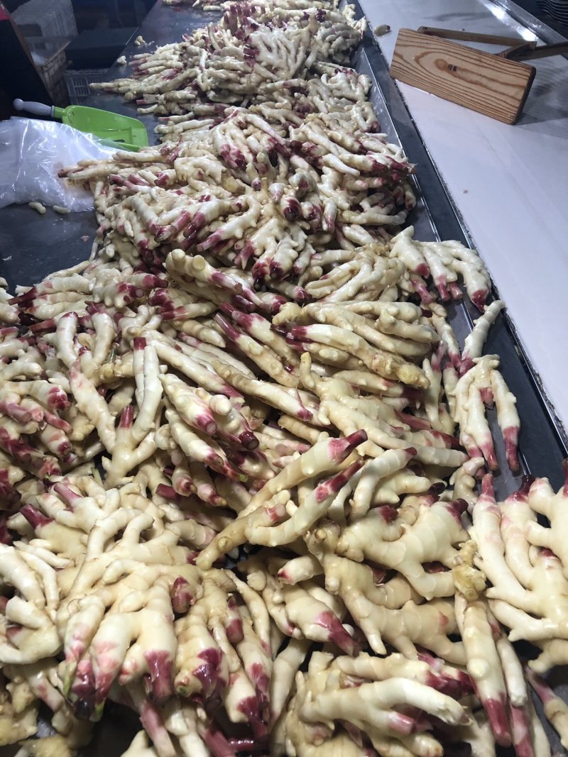 山东潍坊优质红芽鲜姜嫩姜大面积上市无农残姜有机姜