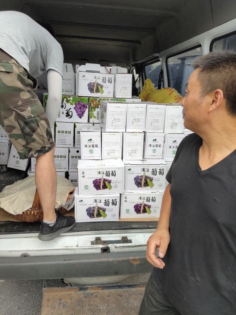浦江巨峰葡萄，特别好吃，特甜，品牌响
