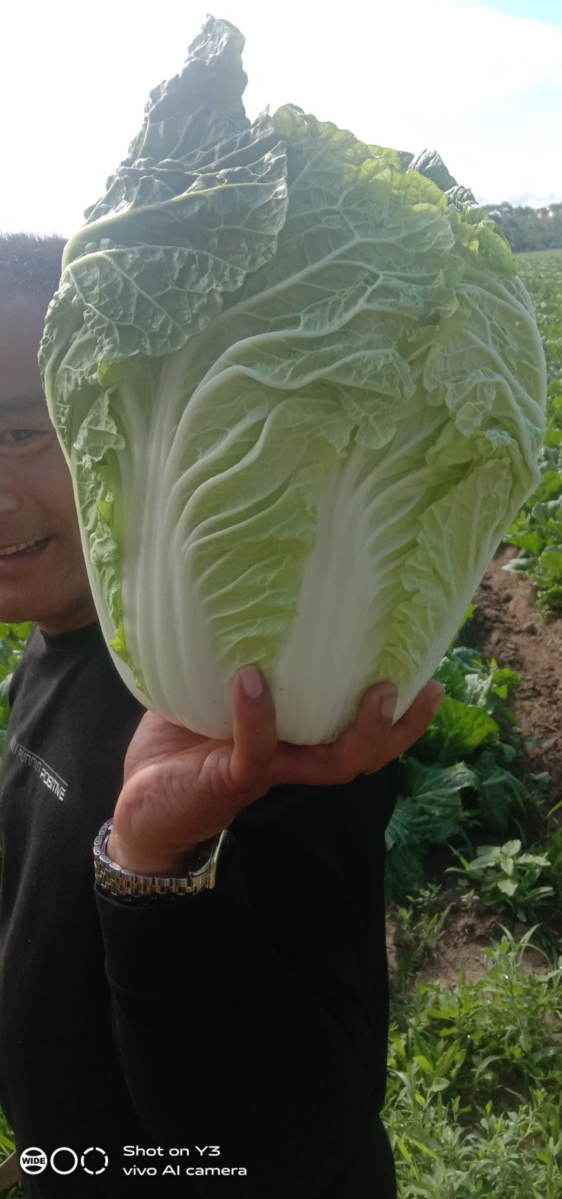 我处各种蔬菜大量上市，一手货源，质优价廉，一条龙服务