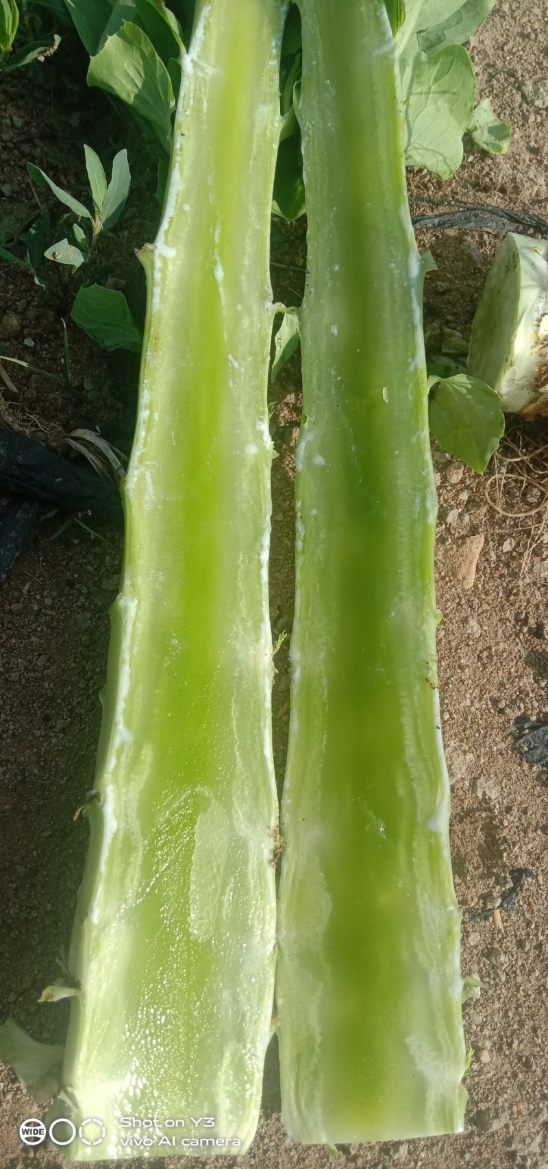 我处各种蔬菜大量上市，一手货源，质优价廉，一条龙服务