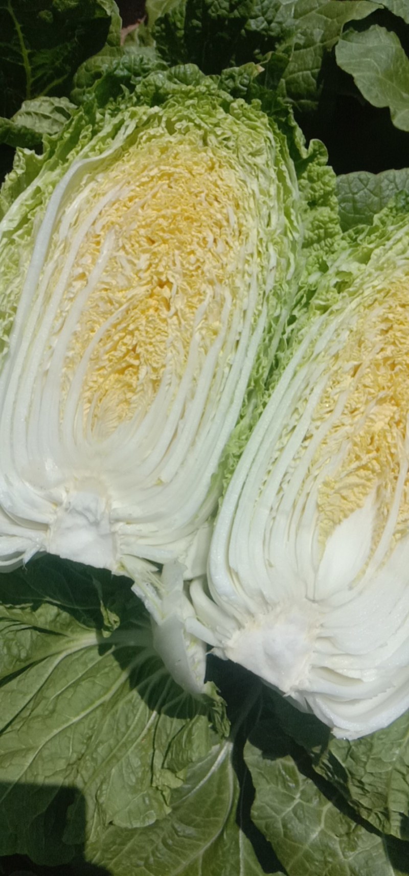 我处各种蔬菜大量上市，一手货源，质优价廉，一条龙服务