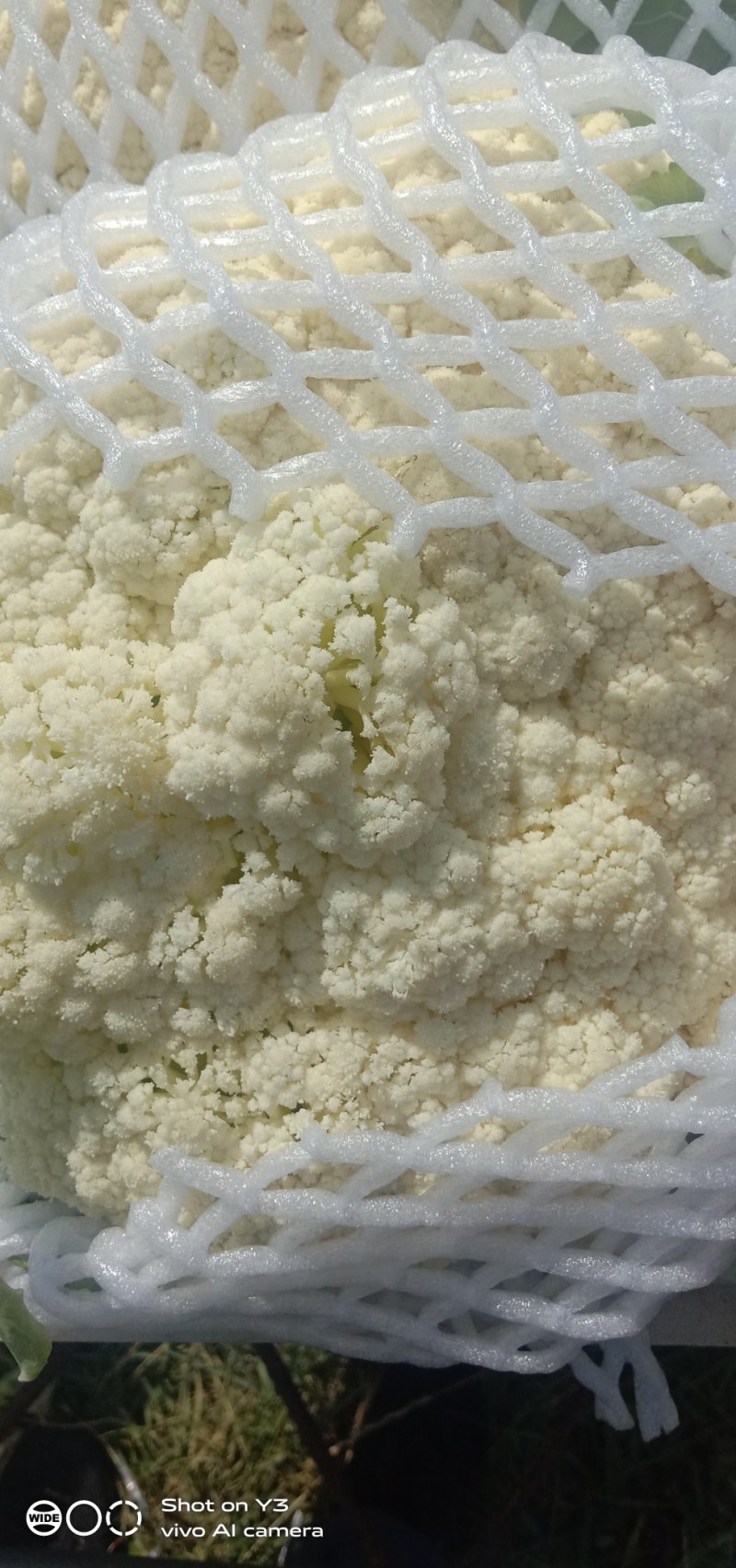 我处各种蔬菜大量上市，一手货源，质优价廉，一条龙服务