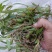 双叶小果石橄榄