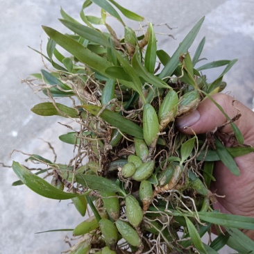 双叶小果石橄榄