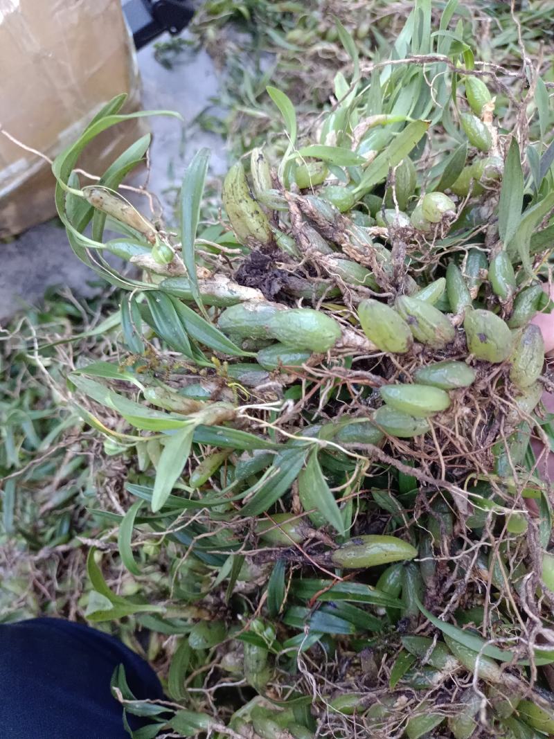 双叶小果石橄榄