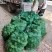 【现货供应】太空莲蓬新鲜莲蓬莲子湖南湘莲应季水果嫩莲米