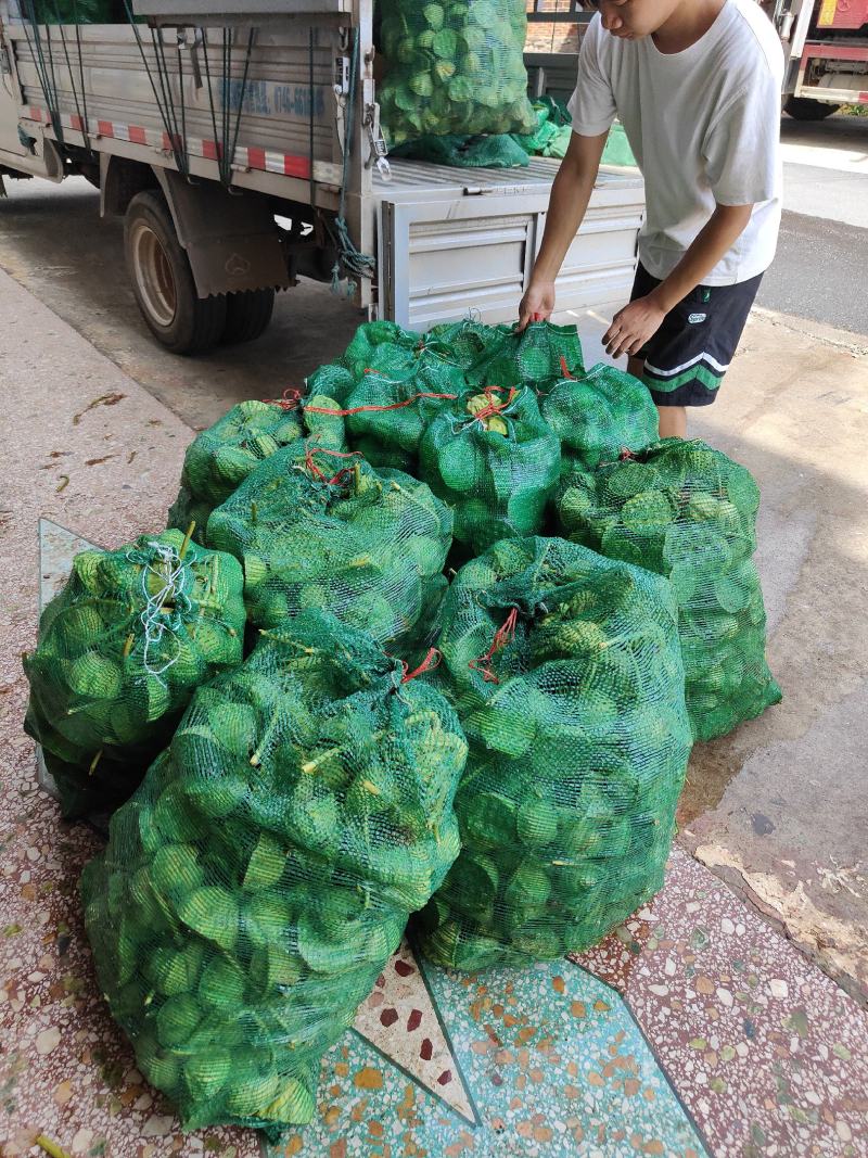 【现货供应】太空莲蓬新鲜莲蓬莲子湖南湘莲应季水果嫩莲米