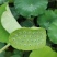 【现货供应】太空莲蓬新鲜莲蓬莲子湖南湘莲应季水果嫩莲米
