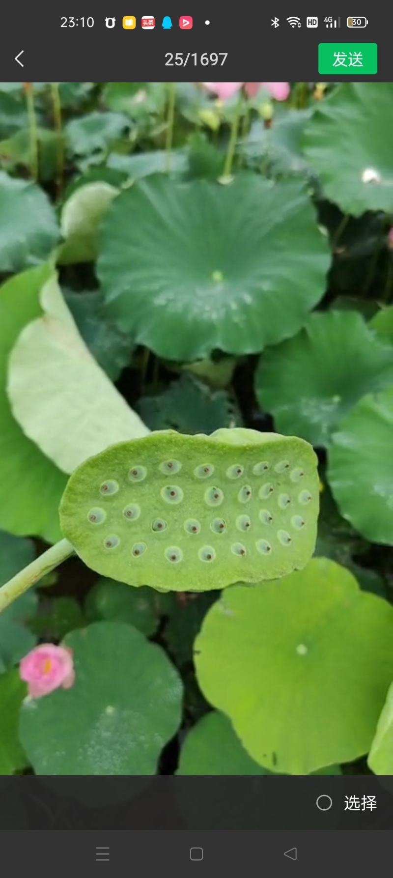 【现货供应】太空莲蓬新鲜莲蓬莲子湖南湘莲应季水果嫩莲米