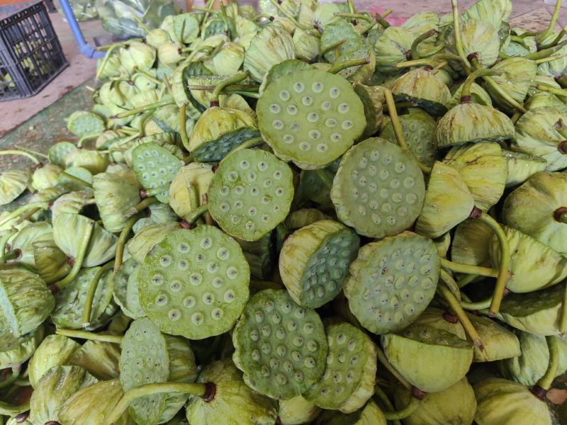 【现货供应】太空莲蓬新鲜莲蓬莲子湖南湘莲应季水果嫩莲米
