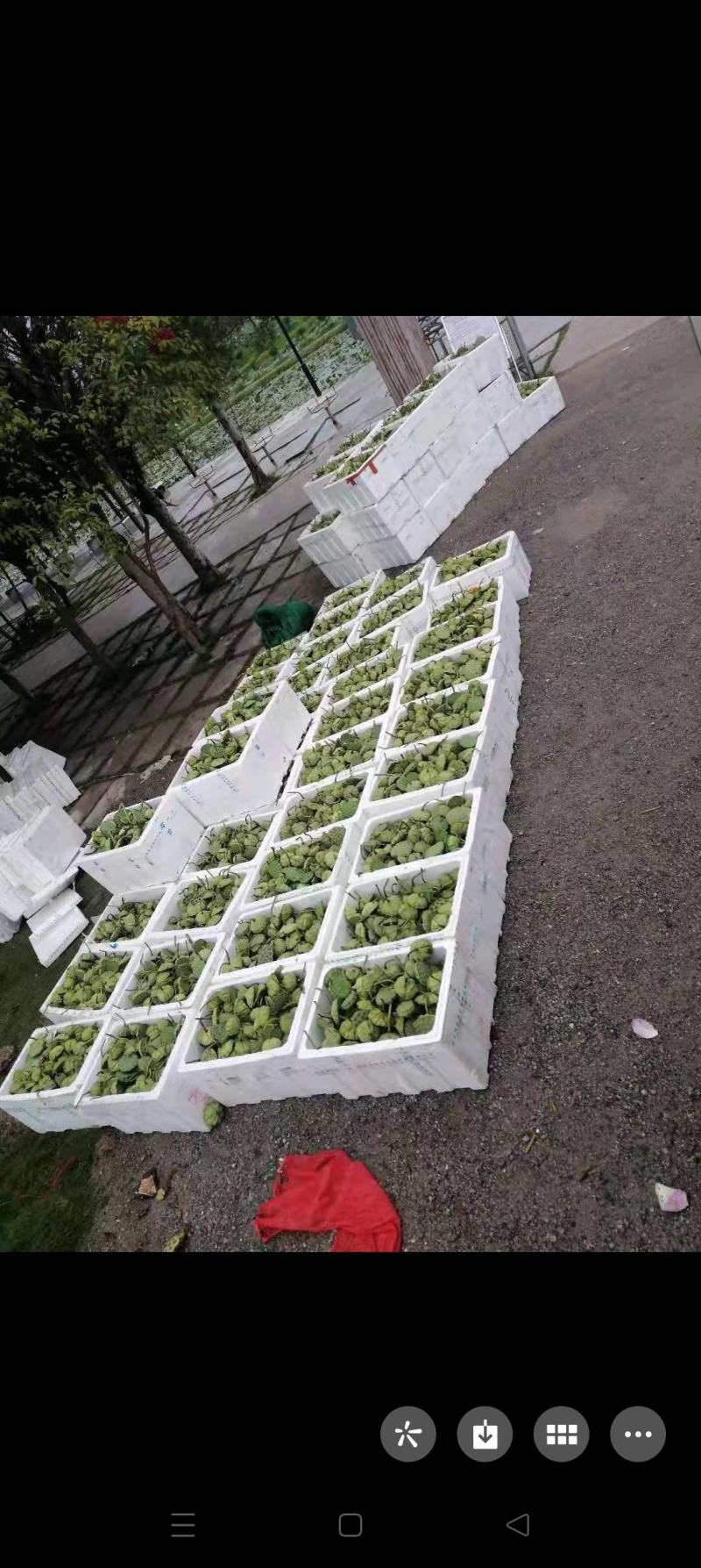 【现货供应】太空莲蓬新鲜莲蓬莲子湖南湘莲应季水果嫩莲米