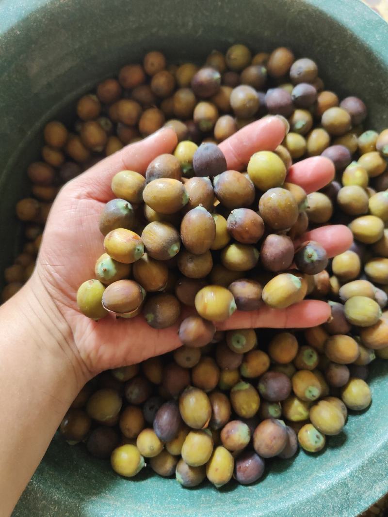 【现货供应】太空莲蓬新鲜莲蓬莲子湖南湘莲应季水果嫩莲米