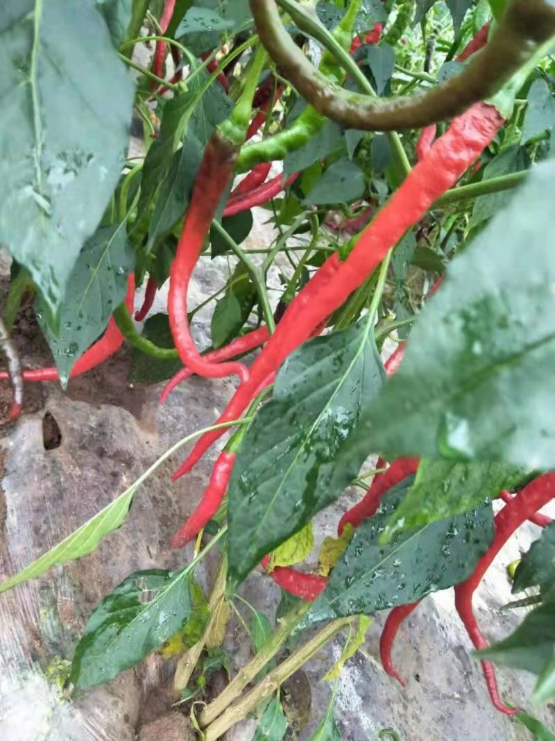各种鲜红辣椒大量上市欢迎新老客户来电订购！