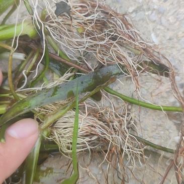 苦草便宜卖，1400一吨包上车