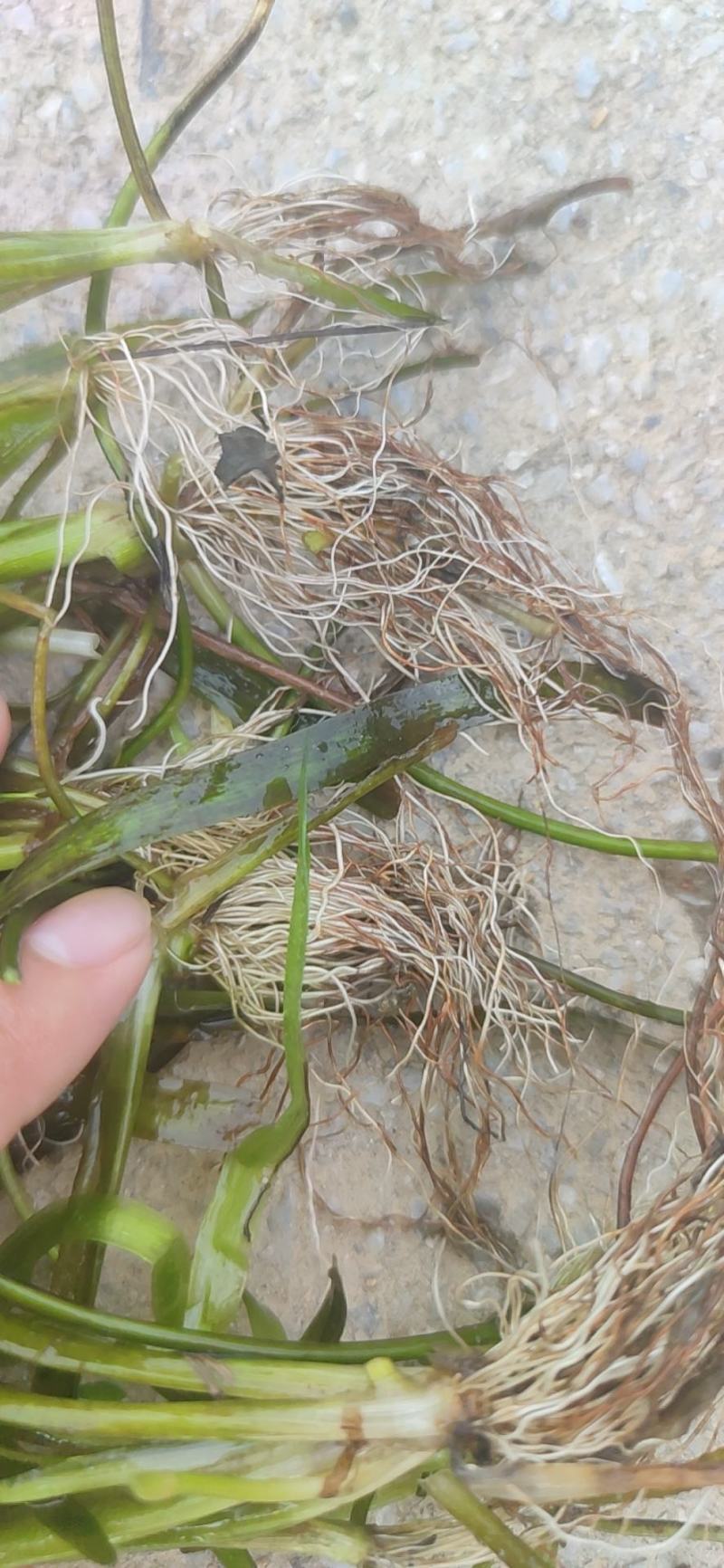 苦草便宜卖，1400一吨包上车