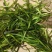 苦草便宜卖，1400一吨包上车