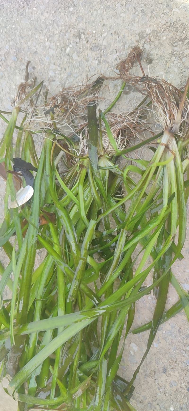 苦草便宜卖，1400一吨包上车