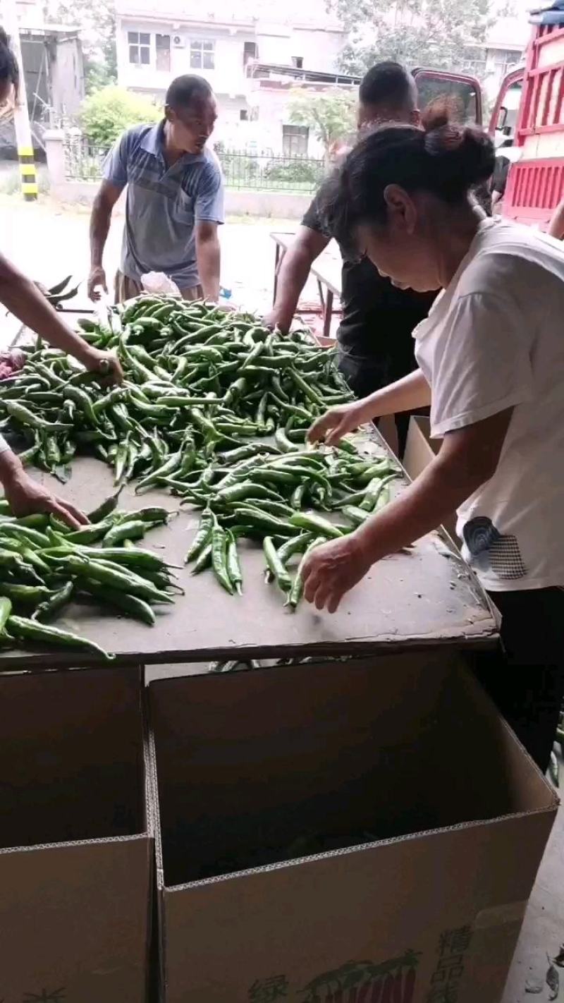 【精品】河南大青椒七寸红/色泽好产地直发量大从优欢迎致电