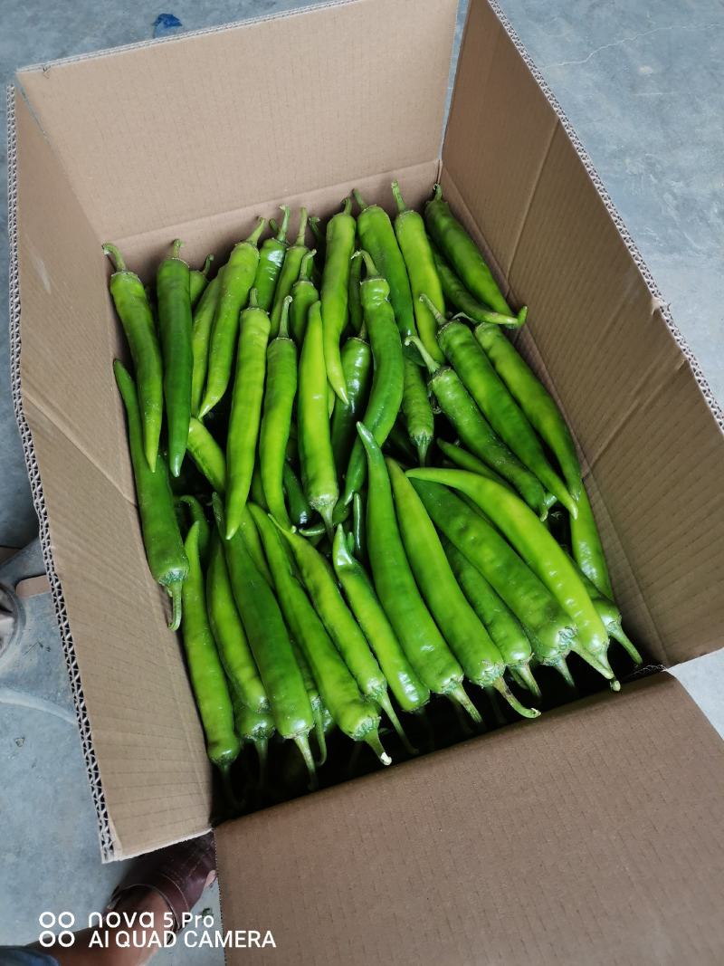 【精品】河南大青椒七寸红/色泽好产地直发量大从优欢迎致电