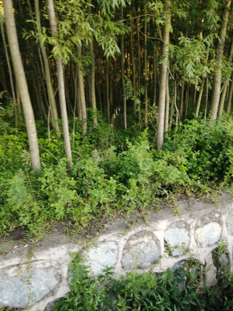 竹柳