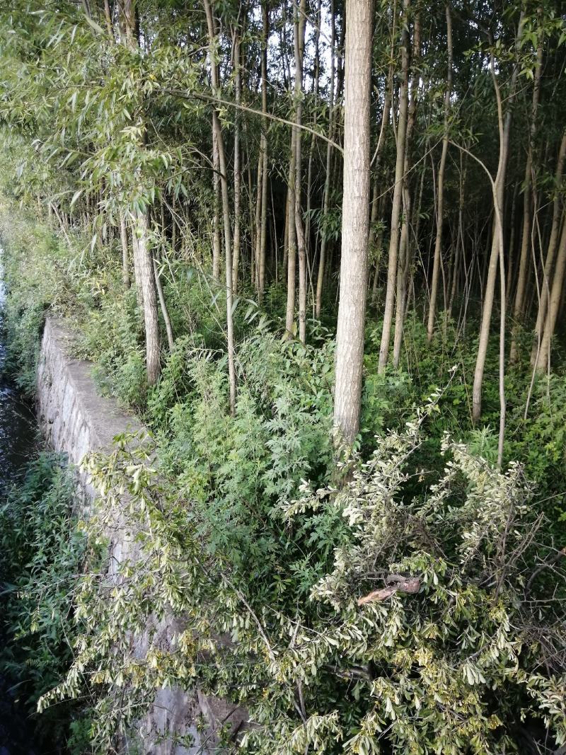 竹柳