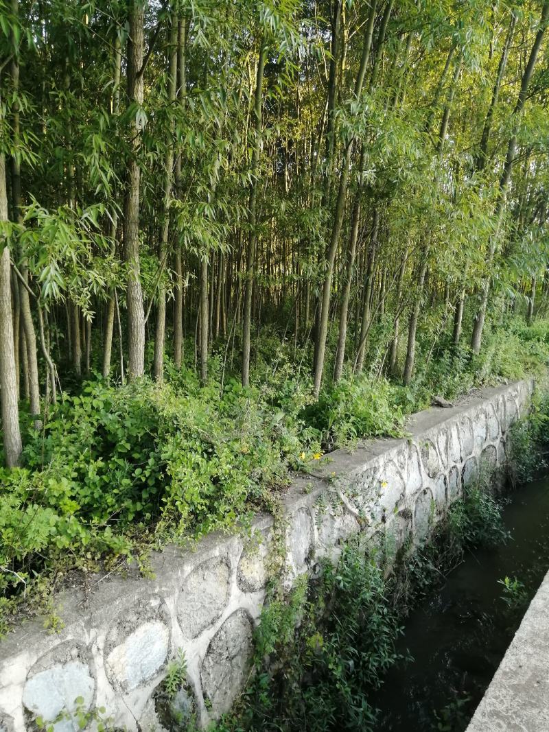 竹柳
