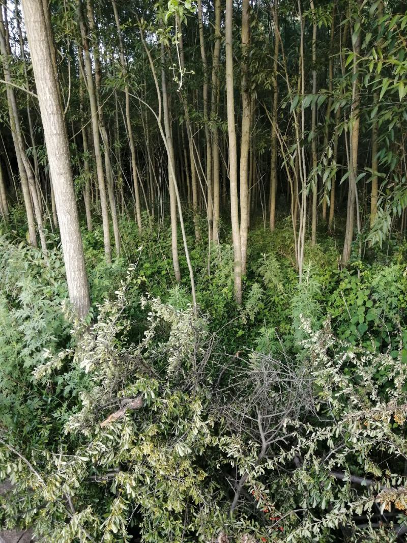 竹柳