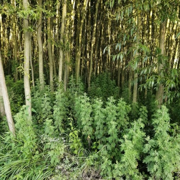 竹柳