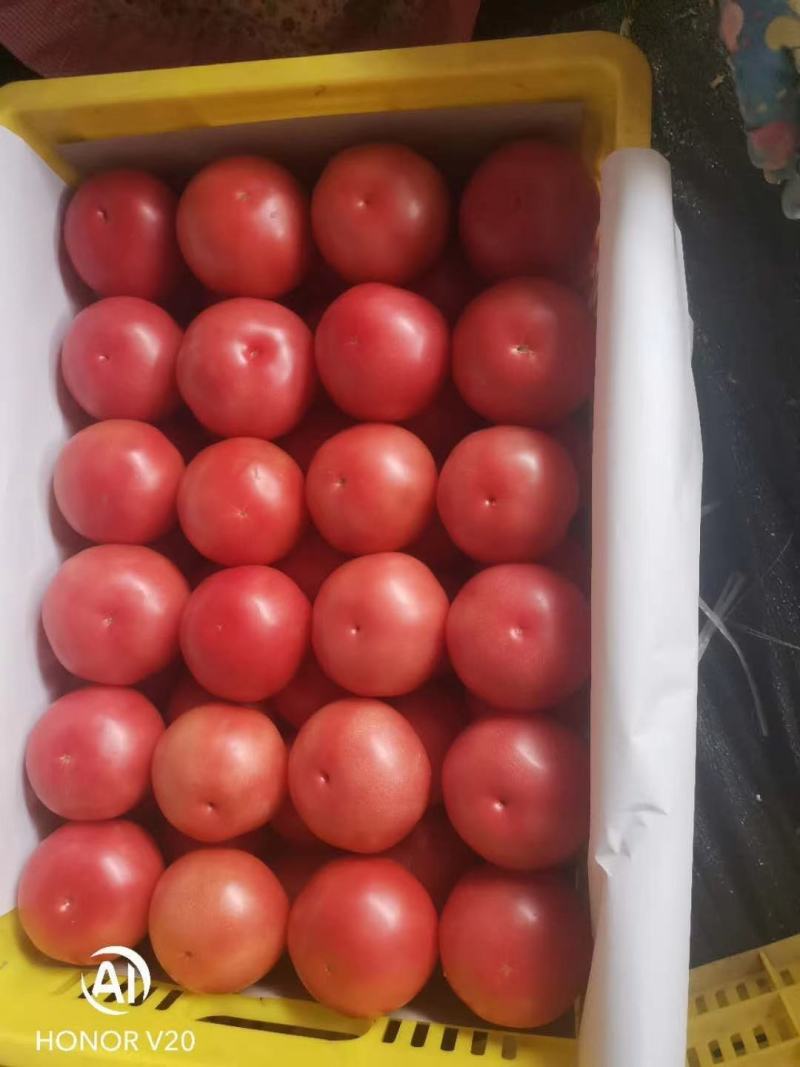高陵蔬菜大棚，何村西红柿，产地直销，货源充足量大从优。