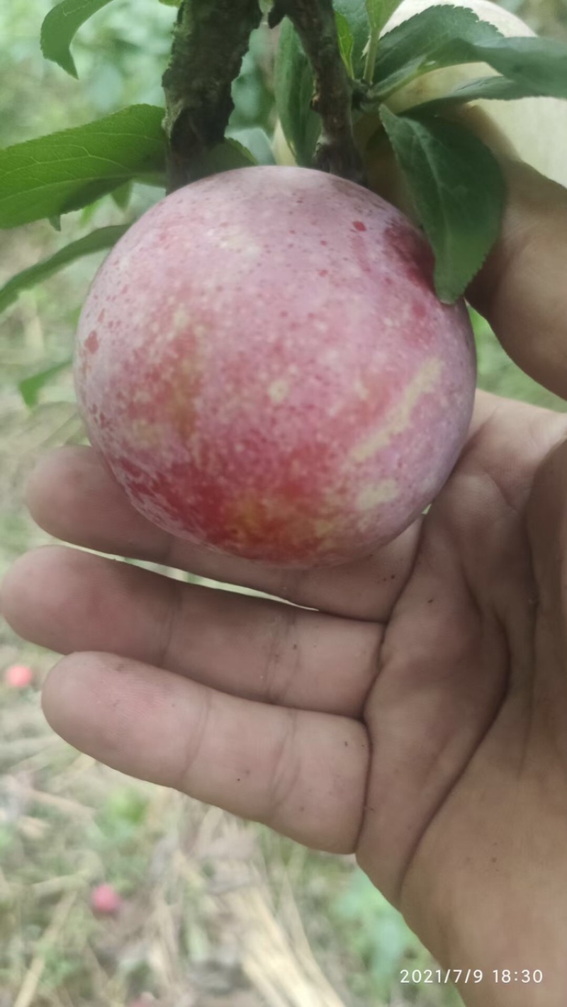 千味红李，个大，产地直销！价格美丽！！！