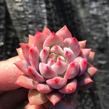 霜花叶插苗穴盘苗多肉植物淘宝拼多多专供